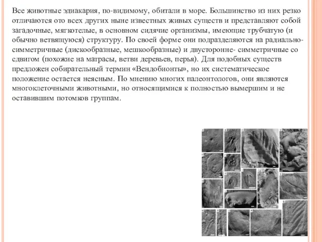 Все животные эдиакария, по-видимому, обитали в море. Большинство из них