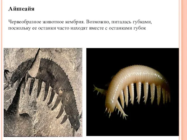 Айшеайя Червеобразное животное кембрия. Возможно, питалась губками, поскольку ее останки часто находят вместе с останками губок