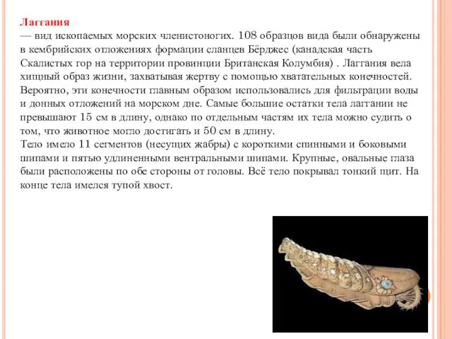 Лаггания — вид ископаемых морских членистоногих. 108 образцов вида были обнаружены в кембрийских