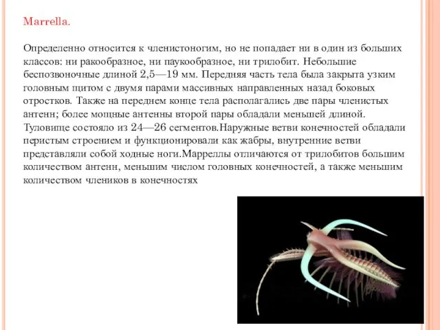 Marrella. Определенно относится к членистоногим, но не попадает ни в