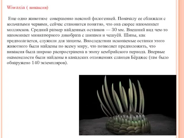 Wiwaxia ( виваксия) Еще одно животное совершенно неясной филогенией. Поначалу ее сближали с