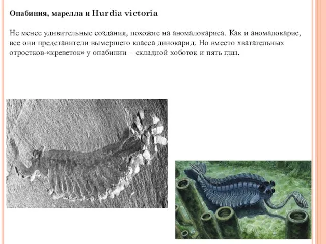 Опабиния, марелла и Hurdia victoria Не менее удивительные создания, похожие на аномалокариса. Как