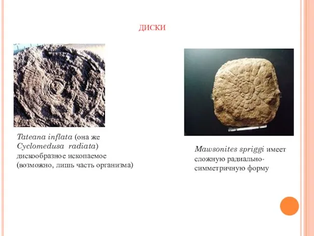Tateana inflata (она же Cyclomedusa radiata) дискообразное ископаемое (возможно, лишь часть организма) Mawsonites