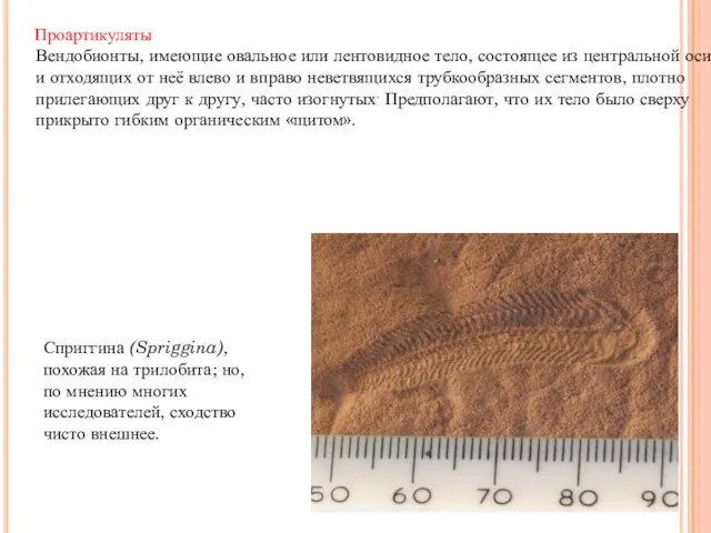 Проартикуляты Вендобионты, имеющие овальное или лентовидное тело, состоящее из центральной