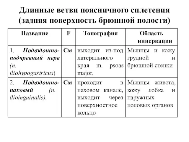 Длинные ветви поясничного сплетения (задняя поверхность брюшной полости)