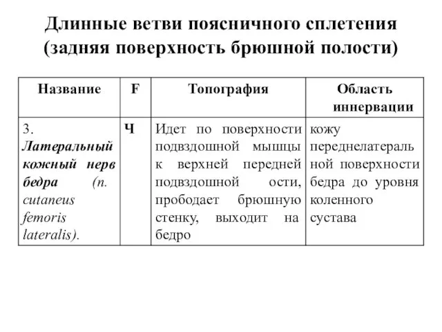 Длинные ветви поясничного сплетения (задняя поверхность брюшной полости)