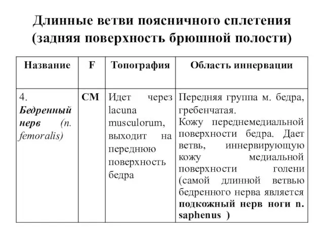 Длинные ветви поясничного сплетения (задняя поверхность брюшной полости)