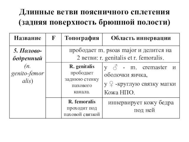 Длинные ветви поясничного сплетения (задняя поверхность брюшной полости)