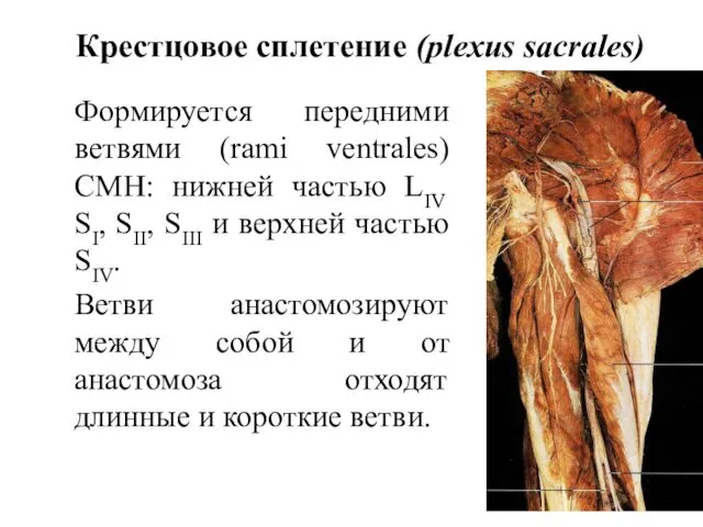 Крестцовое сплетение (plexus sacrales) Формируется передними ветвями (rami ventrales) СМН: