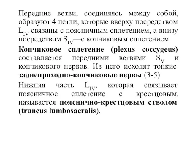 Передние ветви, соединяясь между собой, образуют 4 петли, которые вверху