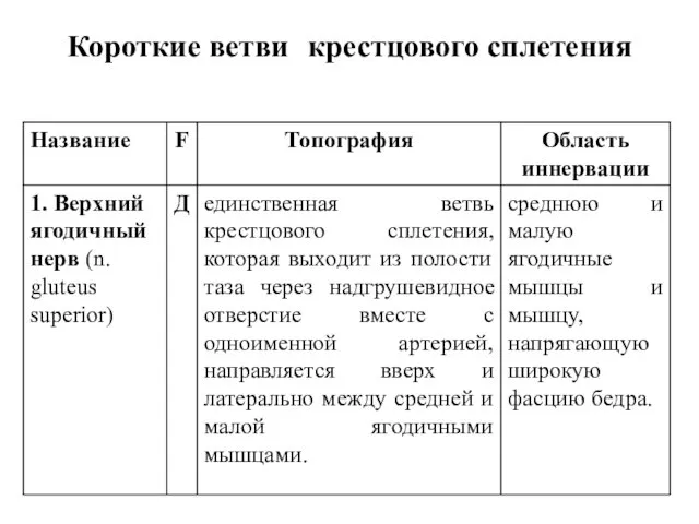 Короткие ветви крестцового сплетения