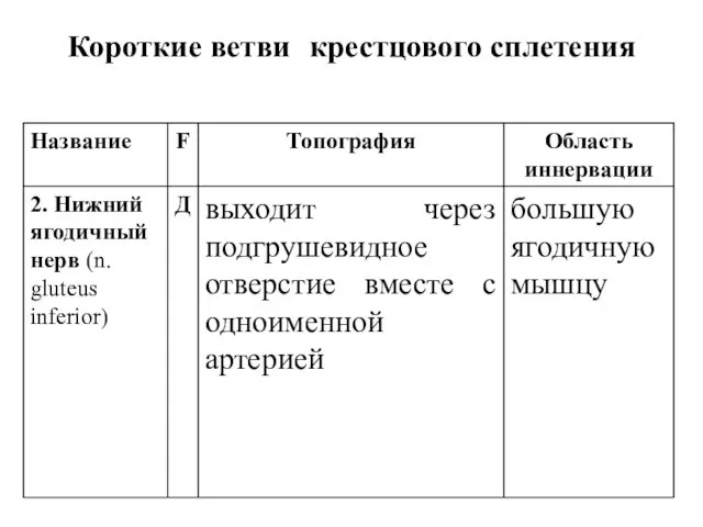 Короткие ветви крестцового сплетения