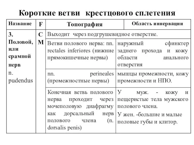 Короткие ветви крестцового сплетения