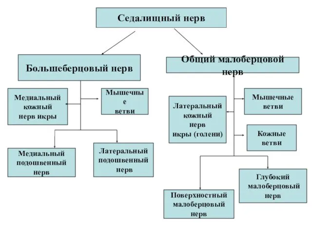 Седалищный нерв Большеберцовый нерв Мышечные ветви Медиальный кожный нерв икры