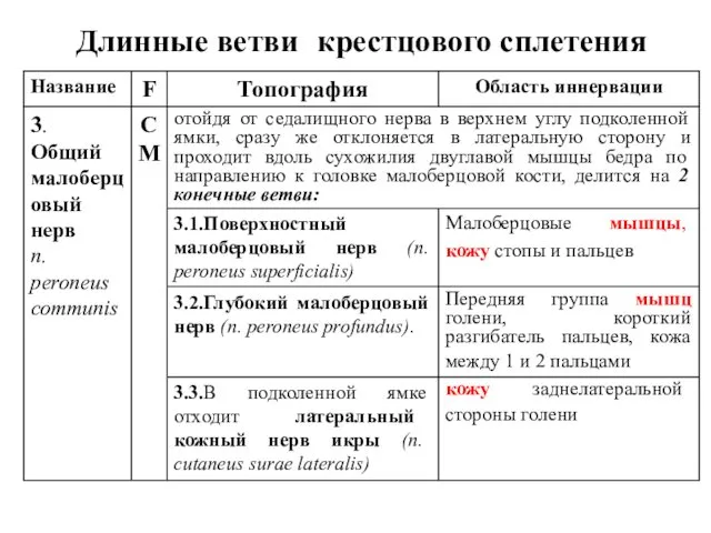 Длинные ветви крестцового сплетения