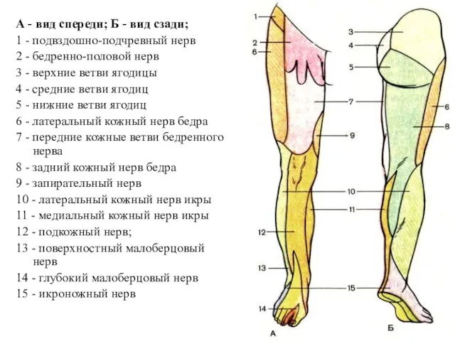 А - вид спереди; Б - вид сзади; 1 -