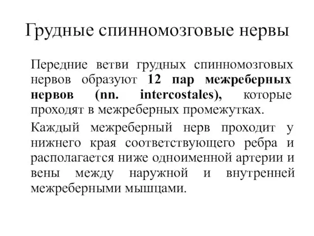 Грудные спинномозговые нервы Передние ветви грудных спинномозговых нервов образуют 12