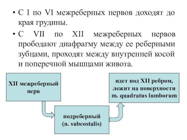 C I по VI межреберных нервов доходят до края грудины.