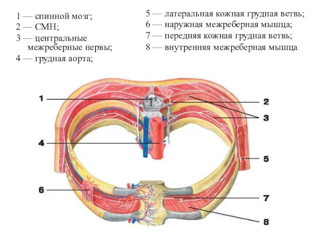 1 — спинной мозг; 2 — СМН; 3 — центральные