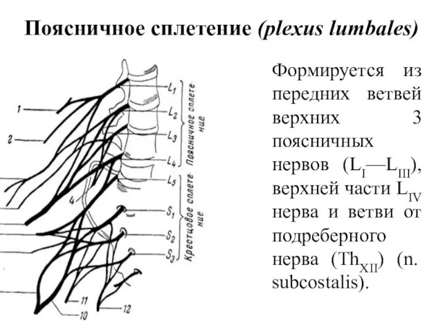Поясничное сплетение (plexus lumbales) Формируется из передних ветвей верхних 3