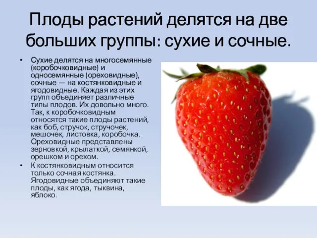 Плоды растений делятся на две больших группы: сухие и сочные.