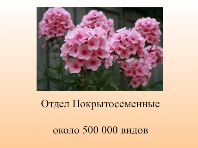 Отдел Покрытосеменные около 500 000 видов