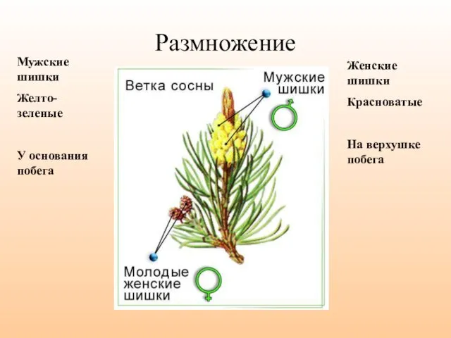 Размножение Мужские шишки Желто-зеленые У основания побега Женские шишки Красноватые На верхушке побега