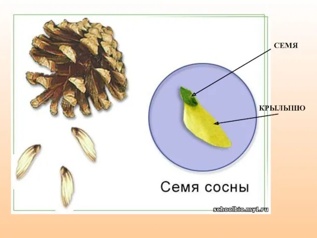 СЕМЯ КРЫЛЫШО