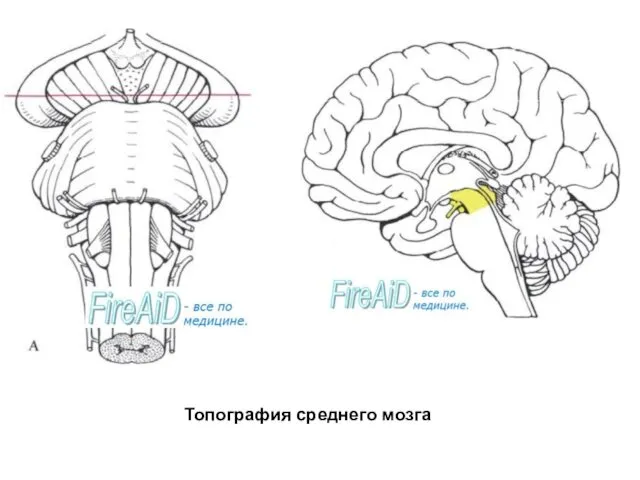 Топография среднего мозга