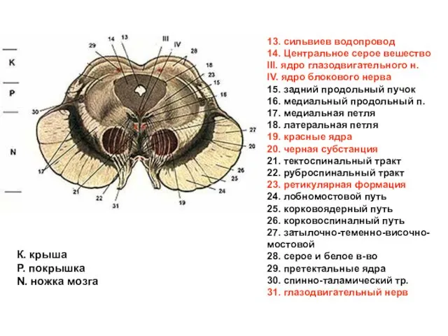 13. сильвиев водопровод 14. Центральное серое вешество III. ядро глазодвигательного