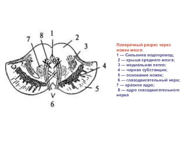 Поперечный разрез через ножки мозга: 1 — Сильвиев водопровод; 2