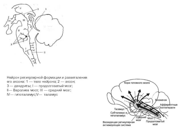 Нейрон ретикулярной формации и разветвления его аксона: 1 — тело нейрона; 2 —