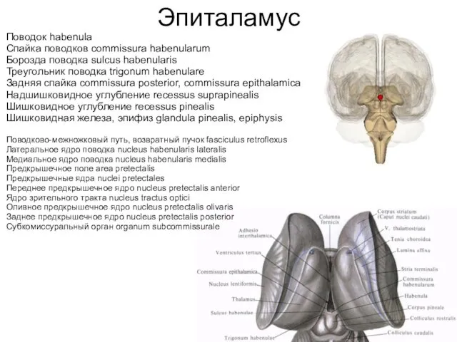 Поводок habenula Спайка поводков commissura habenularum Борозда поводка sulcus habenularis