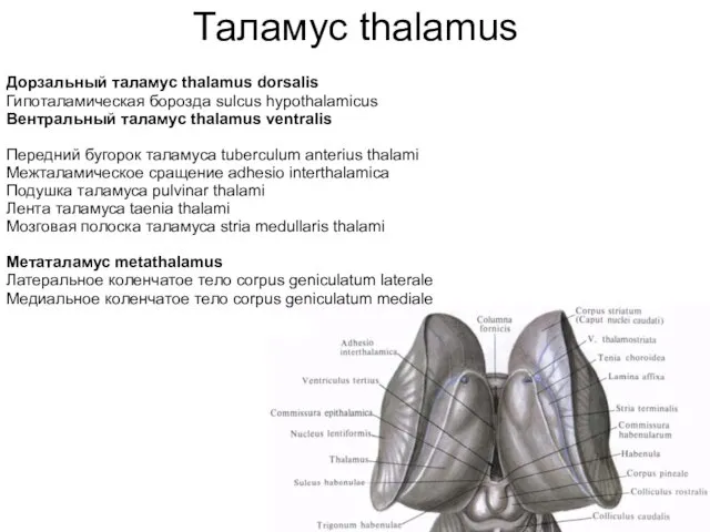 Таламус thalamus Дорзальный таламус thalamus dorsalis Гипоталамическая борозда sulcus hypothalamicus