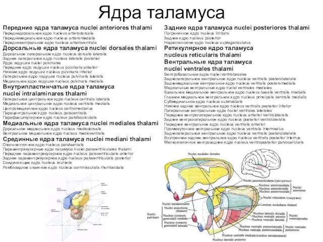 Ядра таламуса Передние ядра таламуса nuclei anteriores thalami Переднедорсальное ядро