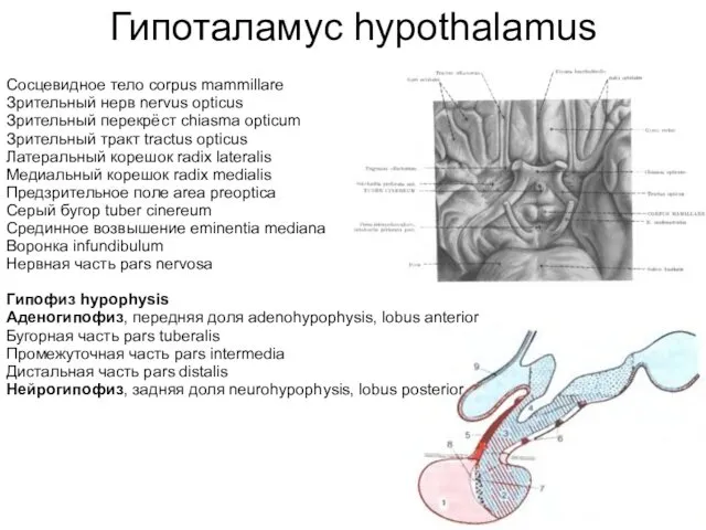 Гипоталамус hypothalamus Сосцевидное тело corpus mammillare Зрительный нерв nervus opticus
