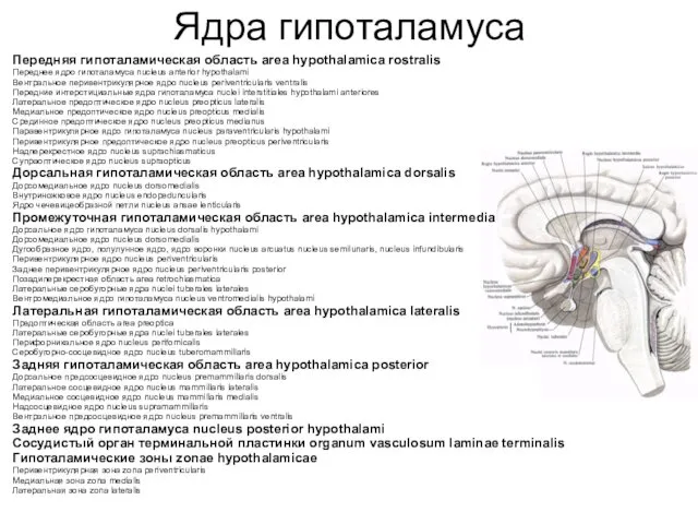 Ядра гипоталамуса Передняя гипоталамическая область area hypothalamica rostralis Переднее ядро