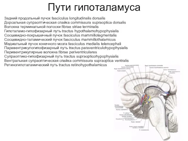 Задний продольный пучок fasciculus longitudinalis dorsalis Дорсальная супраоптическая спайка commissura