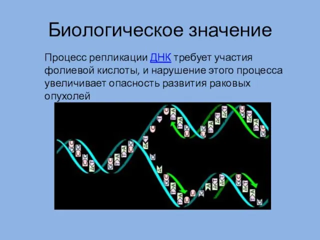 Биологическое значение Процесс репликации ДНК требует участия фолиевой кислоты, и