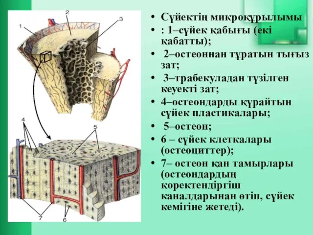 Сүйектің микроқұрылымы : 1–сүйек қабығы (екі қабатты); 2–остеоннан тұратын тығыз