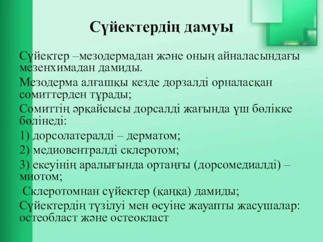 Сүйектердің дамуы Сүйектер –мезодермадан және оның айналасындағы мезенхимадан дамиды. Мезодерма