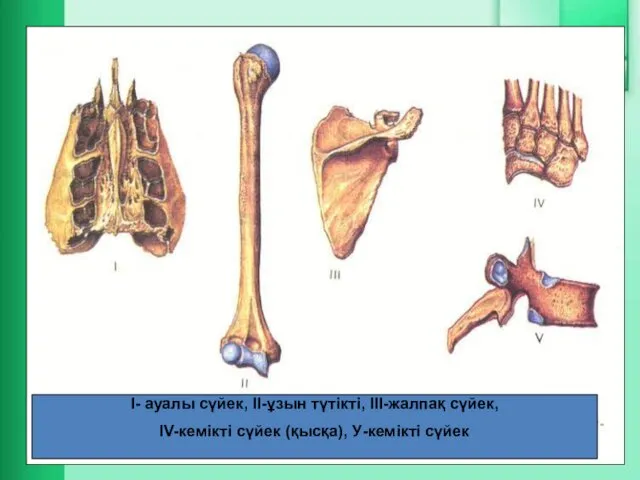 І- ауалы сүйек, ІІ-ұзын түтікті, ІІІ-жалпақ сүйек, ІV-кемікті сүйек (қысқа), У-кемікті сүйек