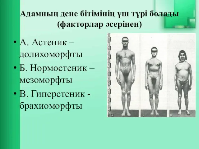 Адамның дене бітімінің үш түрі болады (факторлар әсерінен) А. Астеник