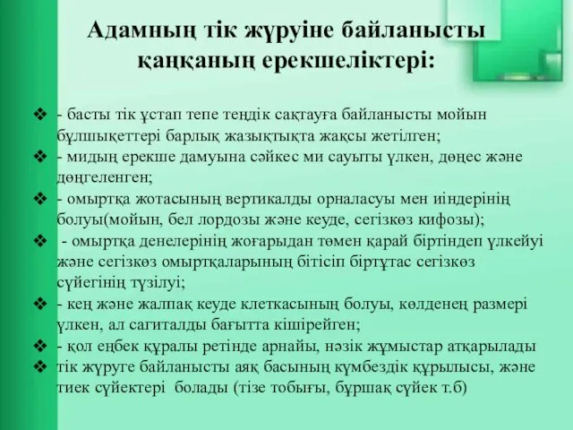 Адамның тік жүруіне байланысты қаңқаның ерекшеліктері: - басты тік ұстап