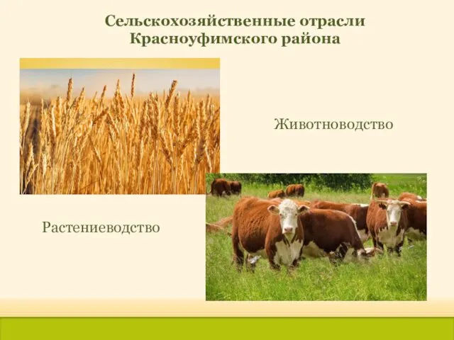 Сельскохозяйственные отрасли Красноуфимского района Животноводство Растениеводство