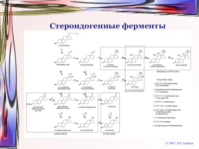 Стероидогенные ферменты © 2007, В.Г.Зайцев