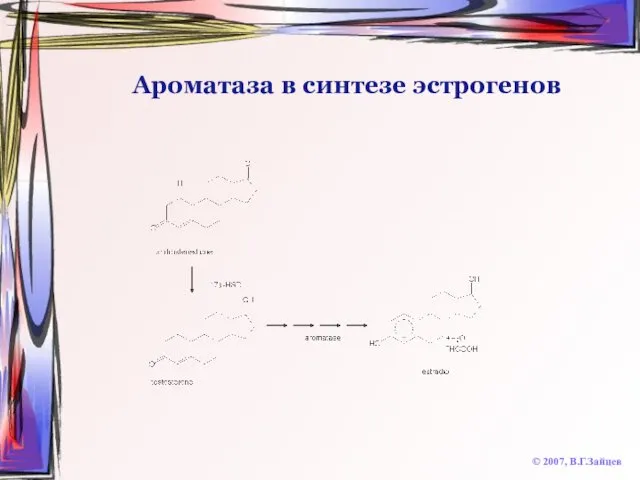 Ароматаза в синтезе эстрогенов © 2007, В.Г.Зайцев