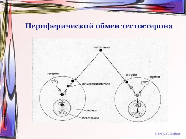 Периферический обмен тестостерона © 2007, В.Г.Зайцев