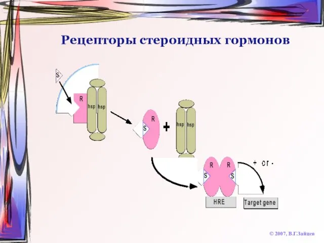 Рецепторы стероидных гормонов © 2007, В.Г.Зайцев