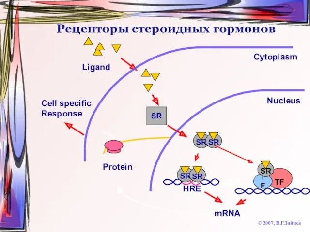 Рецепторы стероидных гормонов © 2007, В.Г.Зайцев Cytoplasm HRE Nucleus Ligand